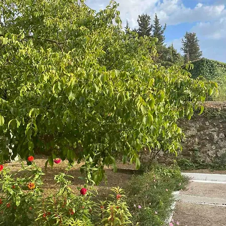 Anesis * Asprogerakata