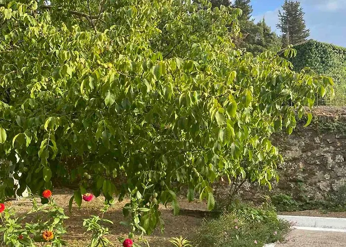 Anesis * Asprogerakata